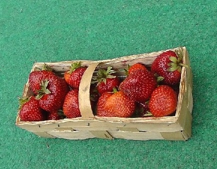 späte Sorte Erdbeerpflanzen kaufen